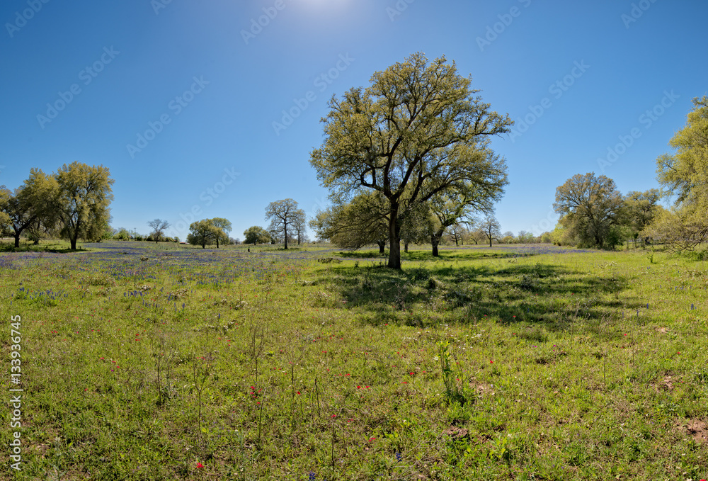 Field of Bluebonnets and wildflowers along backroads of west Texas Field of Bluebonnets and wildflowers along backroads of west Texas