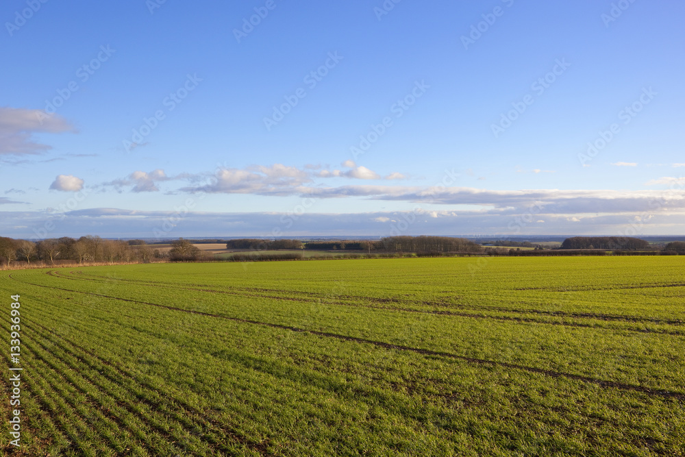 wheat field and the vale of york
