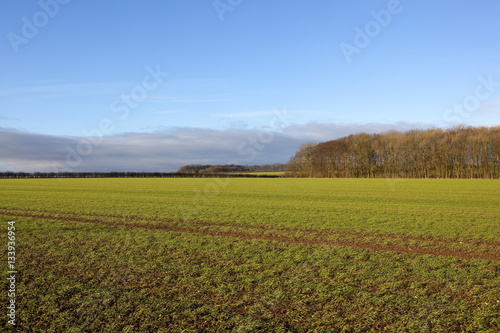 wheat field and woodland