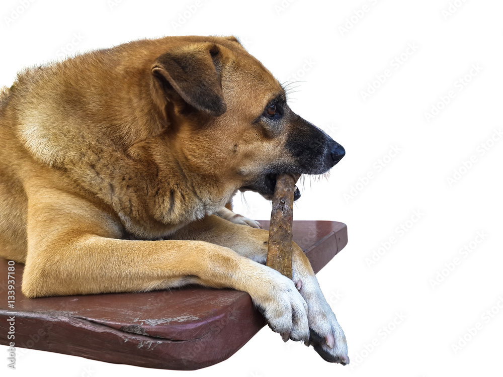 Brown dog chewing rawhide dogchew treat