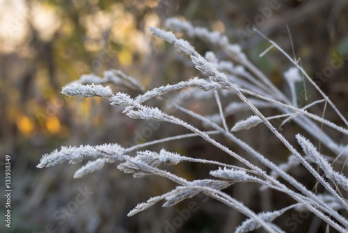 Frosty blades of grass © Markus