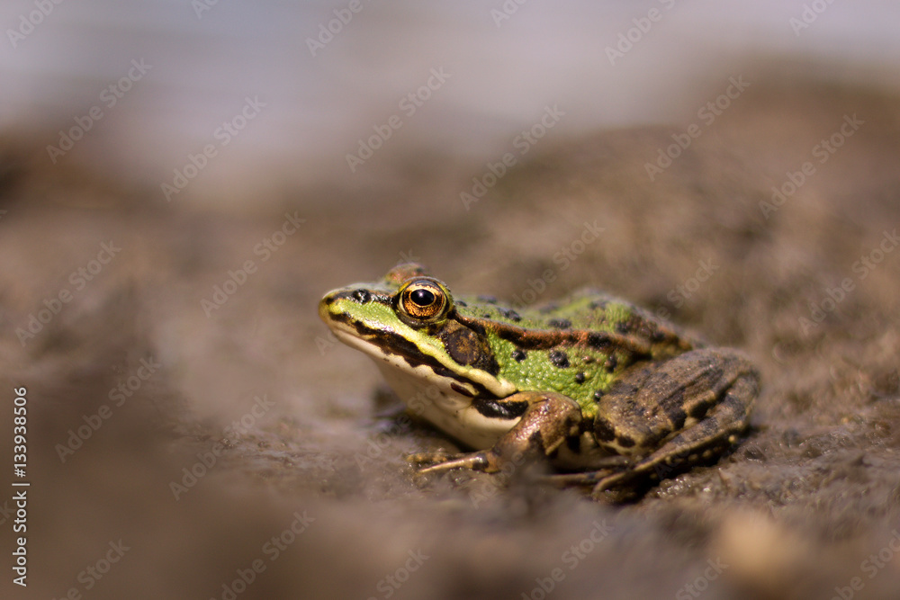 Obraz premium green frog in the pond (Rana esculenta)