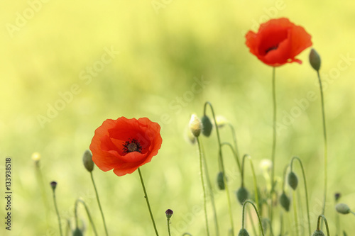 Artistic photo of poppy