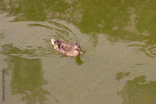 Wild duck in a pond
