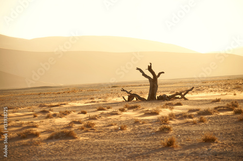 abgestorbener Kameldornbaum neben der Düne 45, Sossusvlei, Namibia
