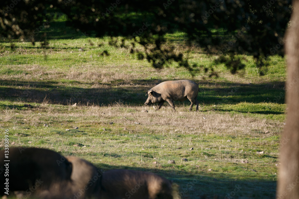 Iberian pig eating acorns in the pasture Iberian pig eating acorns in the pasture