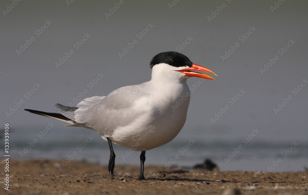 Caspian tern