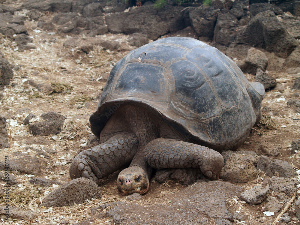 Φωτογραφία Giant tortoise at the Charles Darwin Research Center on Santa Cruz Island, Galap