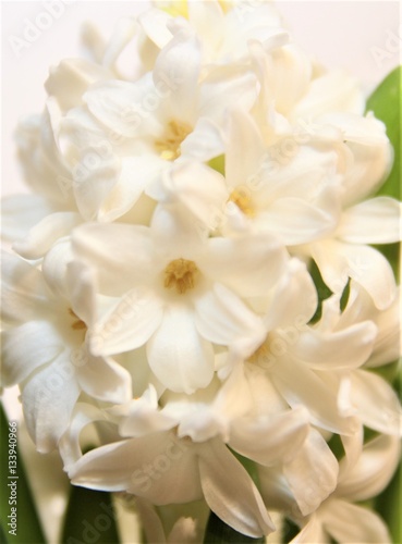 White hyacinth. Popular garden plants. Beautiful spring flowers