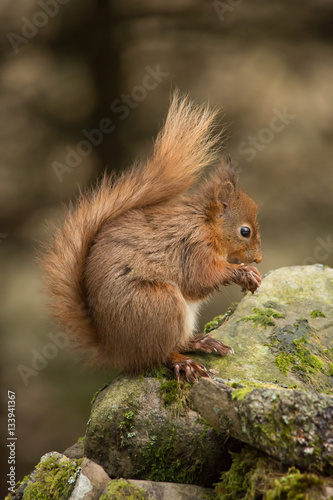 Feeding red squirrel © steve