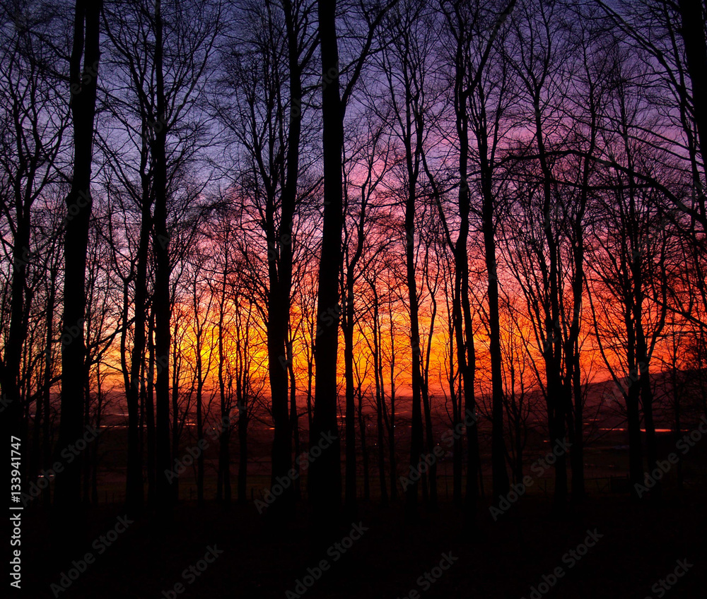 Fototapeta premium Forst at winter sunset
