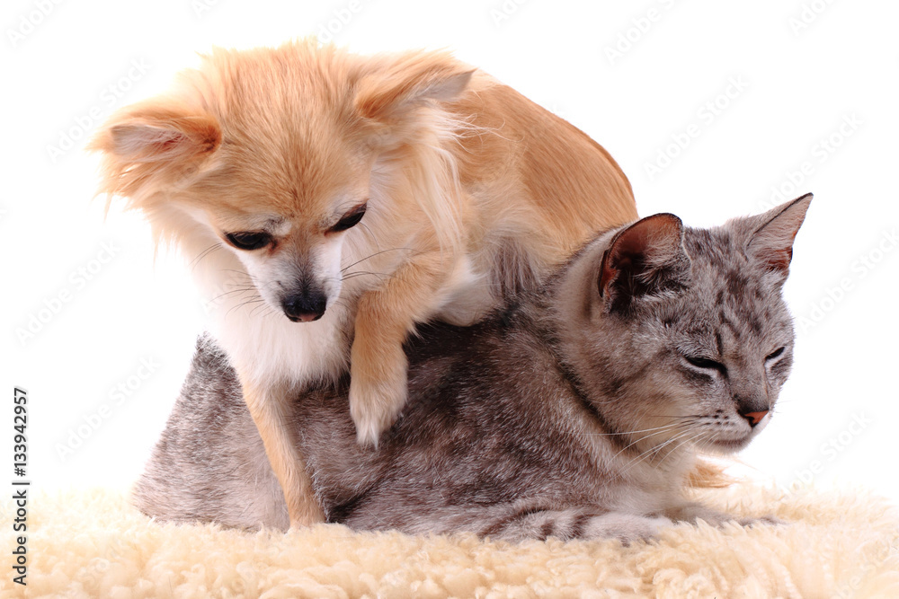 cat and chihuahua are resting