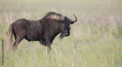 Black wildebeest male standing on open grass plain