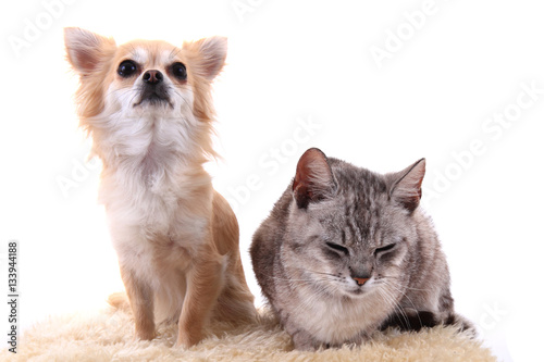 cat and chihuahua are resting
