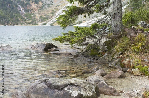 Fototapeta Naklejka Na Ścianę i Meble -  green pine branches above the lake