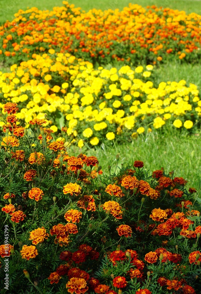 flowers flowers