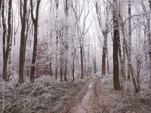 Unterwegs im winterlichen Wald
