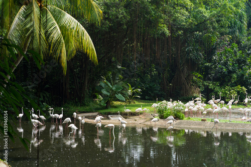 Photography Pink flamingos in Singapore
