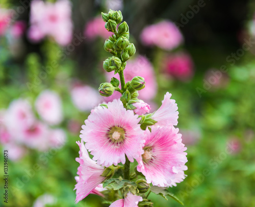 pink and white hollyhock flower
