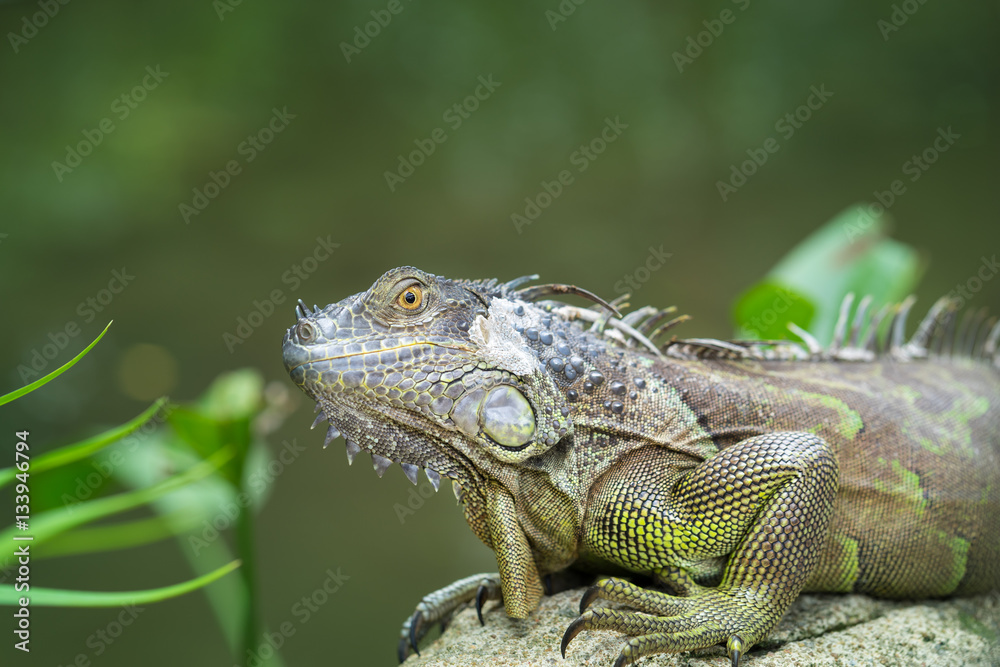 Iguana, an endangered species of lizard. Portrait of green iguana Iguana, an endangered species of lizard. Portrait of green iguana