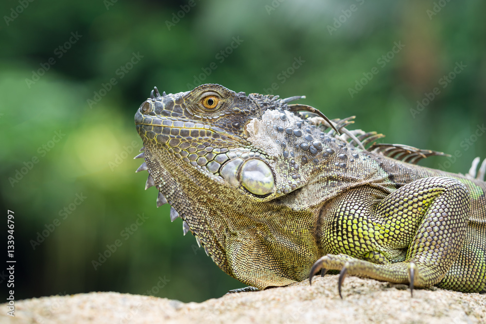 Iguana, an endangered species of lizard. Portrait of green iguana Iguana, an endangered species of lizard. Portrait of green iguana