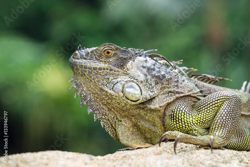 Iguana  an endangered species of lizard. Portrait of green iguana