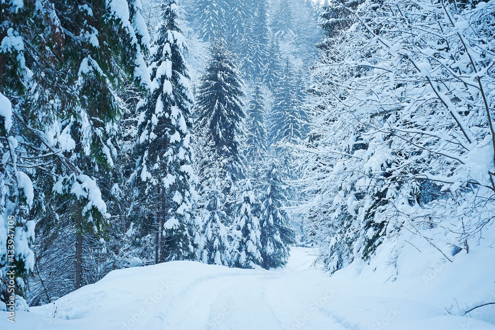 Winter road after the snowfall