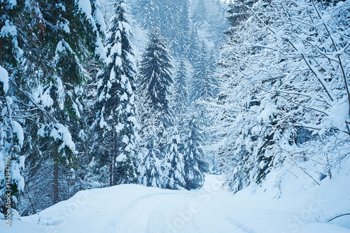 Obraz na płótnie Winter road after the snowfall w salonie