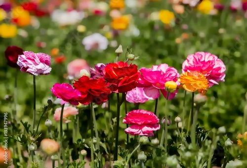 Field of flowers