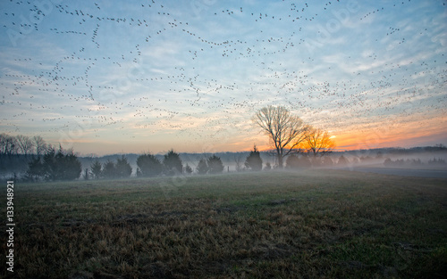 Sunrise near Jonesboro, Arkansas with low fog and flocks of geese  photo