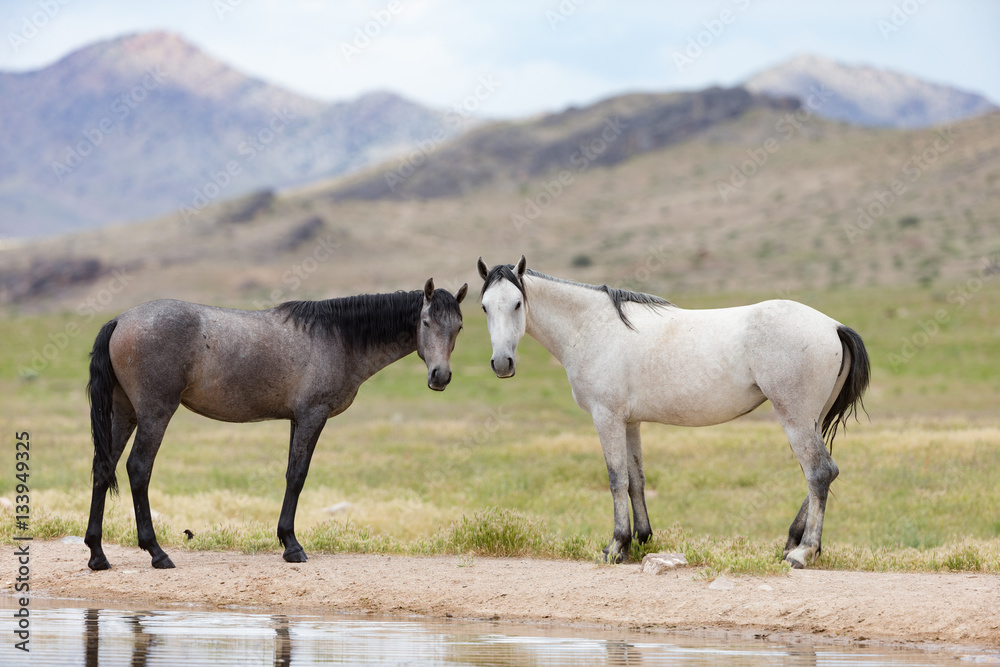 Wild Mustangs in the Great Basin Desert of Utah Wild Mustangs in the Great Basin Desert of Utah