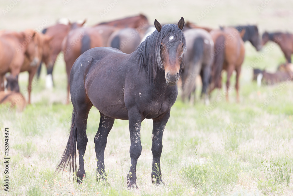 Wild Mustangs in the Great Basin Desert of Utah Wild Mustangs in the Great Basin Desert of Utah