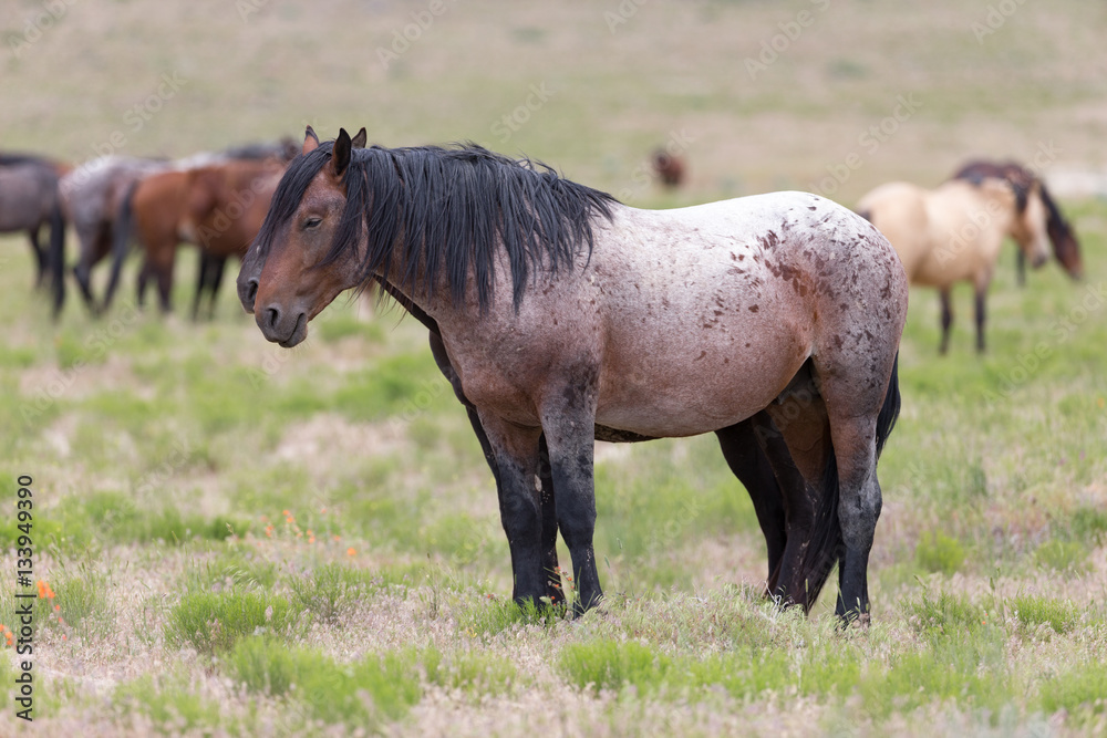 Wild Mustangs in the Great Basin Desert of Utah Wild Mustangs in the Great Basin Desert of Utah