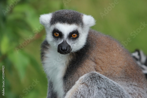 Lemur © Mike Stirling