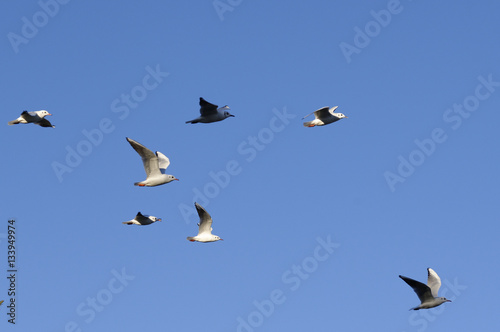 detail of flying seagull