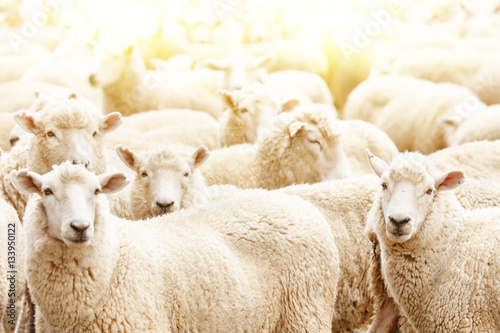 Herd of sheep