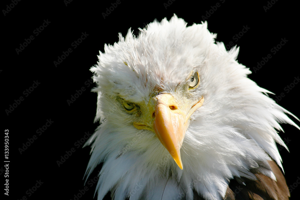 Fototapeta premium Weißkopfseeadler mit bösen Blick