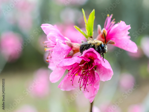 Pollen covered bumble be in the fruit tree orchard. Springtime sunshine on pink blossoms with a bee busy pollinating the flowers.