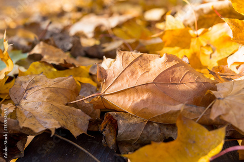 Detail Of Fallen Colorful Leaves On Grass In A Sunny Day In The Fall