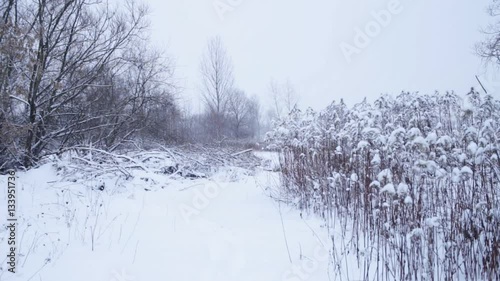 Wallpaper Mural Winter landscape with falling snow Torontodigital.ca