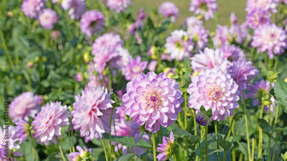 Dahlien, Dahlias Dahlien, Dahlias