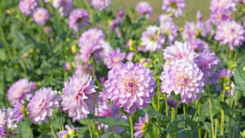 Fototapeta Naklejka Na Ścianę i Meble -  Dahlien, Dahlias