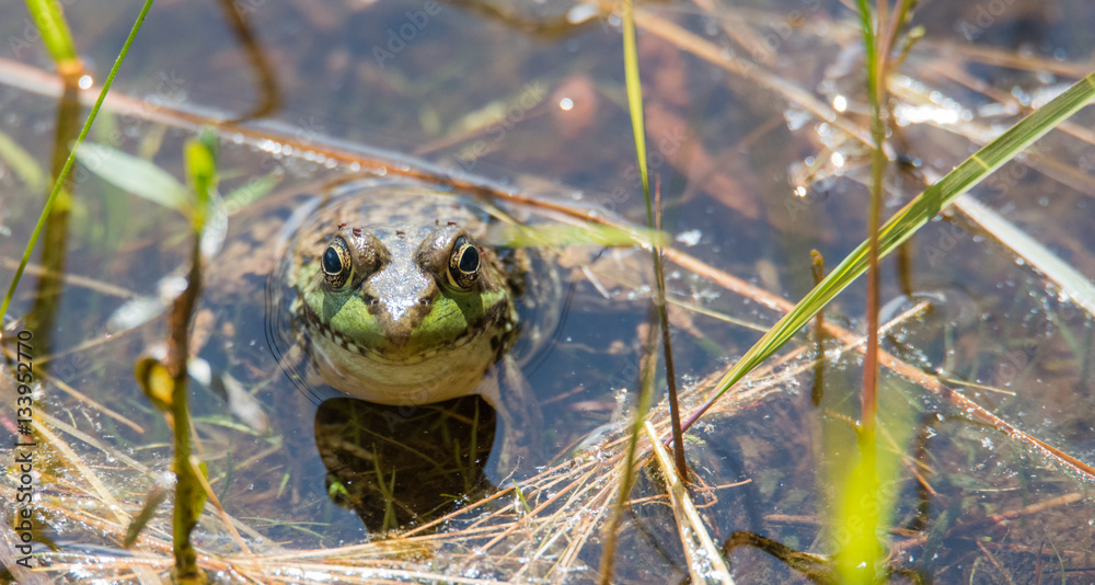 Springtime, big green bullfrog partially submerged in a pond waiting patiently for prey. Blood sucking insects take advantage of the still animal, their tiny bodies swollen with a blood meal. Springtime, big green bullfrog partially submerged in a pond waiting patiently for prey. Blood sucking insects take advantage of the still animal, their tiny bodies swollen with a blood meal.