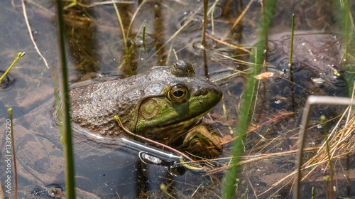 Springtime, big green bullfrog partially submerged in a pond waiting patiently for prey. Blood sucking insects take advantage of the still animal, their tiny bodies swollen with a blood meal. 