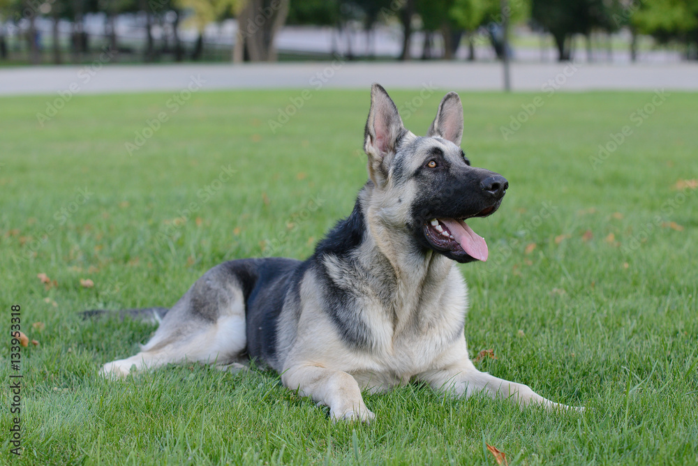 Young silver Shepherd dog walking on the grass Young silver Shepherd dog walking on the grass