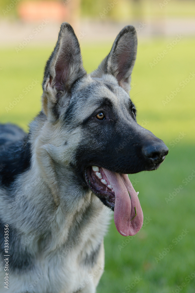 Young silver Shepherd dog walking on the grass