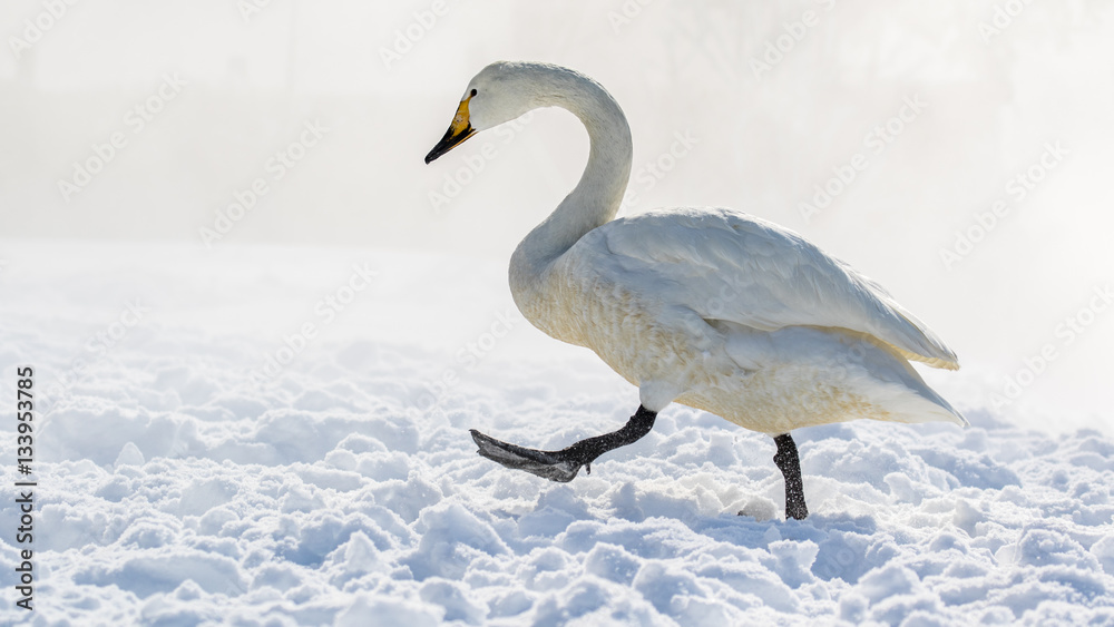 Fototapeta premium snow swan