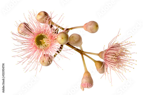 Fototapeta Naklejka Na Ścianę i Meble -  Pink Eucalyptus Flower with Buds Isolated on White