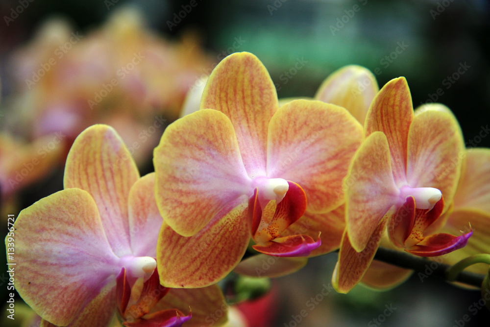 Orange orchids / Delicate orange orchids in the garden Orange orchids / Delicate orange orchids in the garden