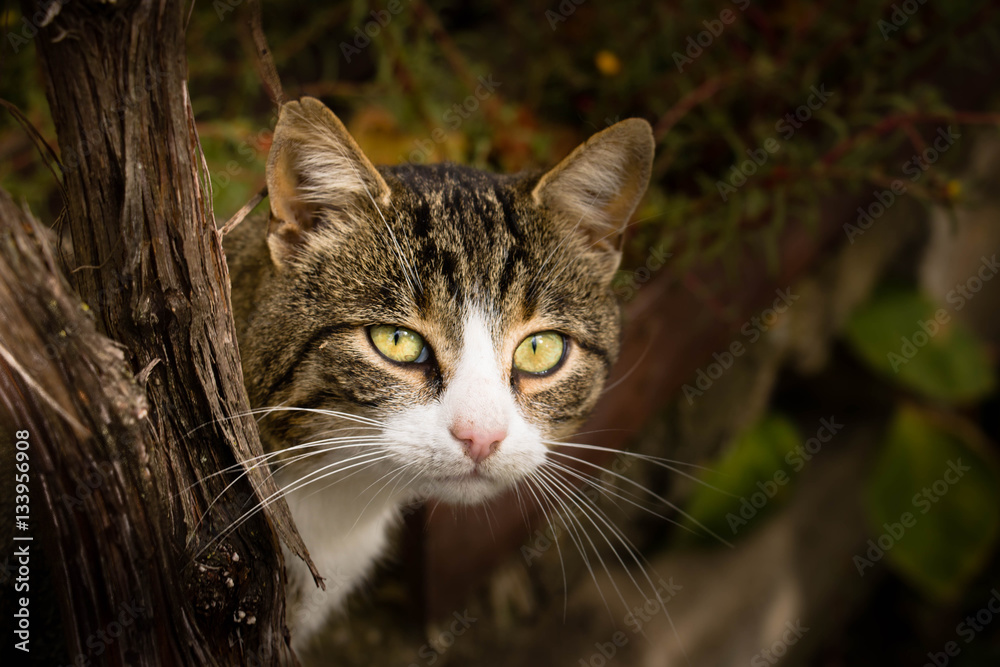 Playing hide and seek with cat